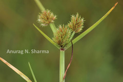 Cyperus squarrosus
